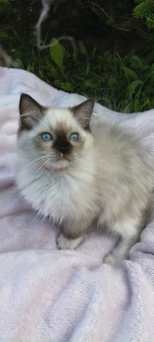 Kocurek Ragdoll - gotowy do odbioru