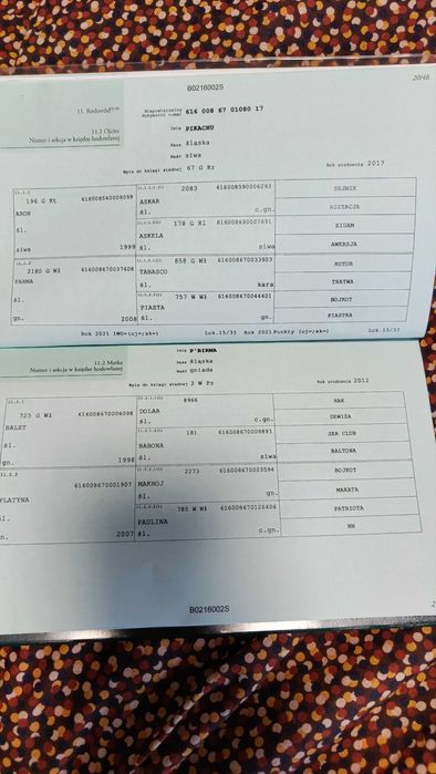 Klacz rasy śląskiej