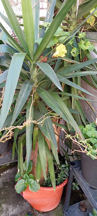 Yucca com 25 anos
