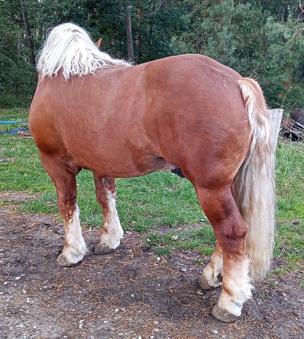 Ogier zimnokrwisty sokólski