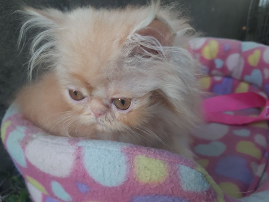 Gato persa laranja