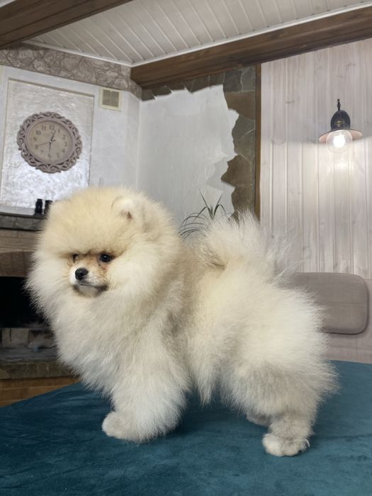 Шоу клас! Померанський шпіц. Тип ведмедик.