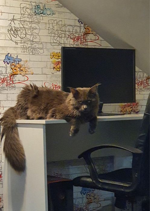 Maine Coon pręgowana dziewczynka GOOD AFTERNOON | rodowód FPL