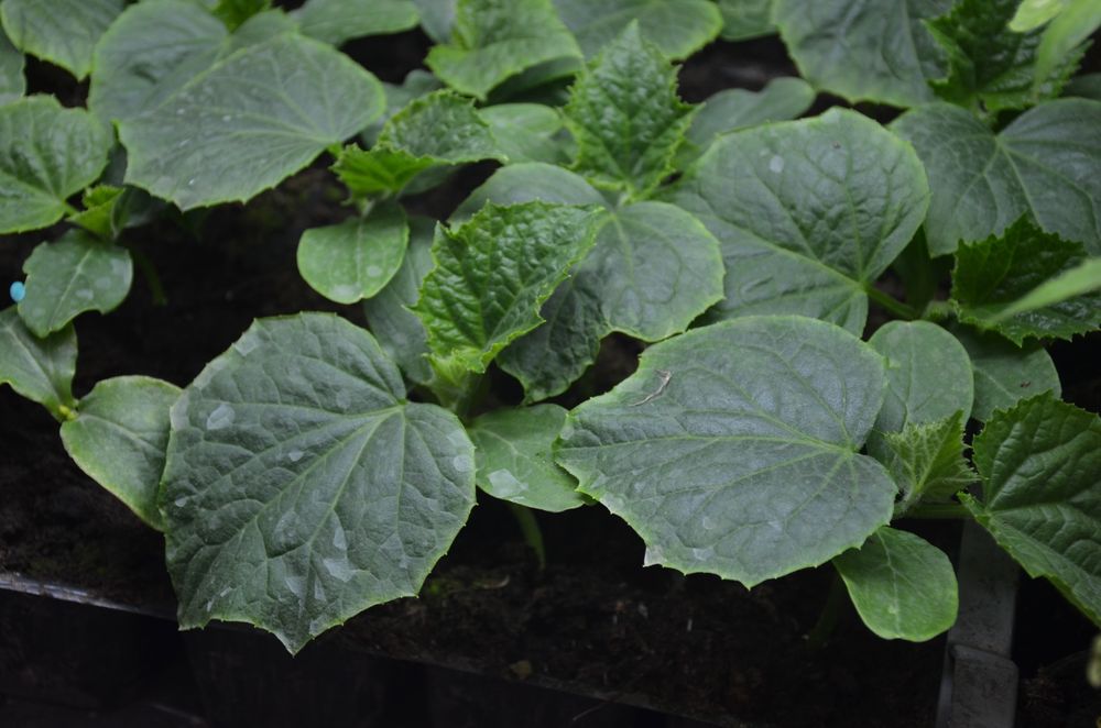 Розсада огірка та інших овочів