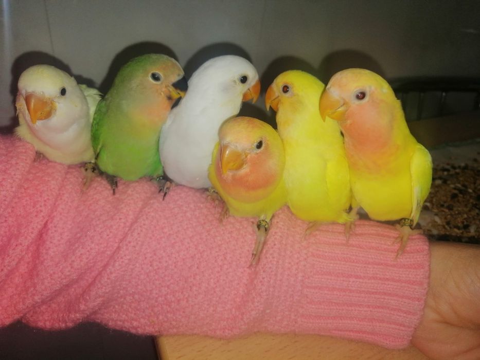 Pássaro agapornis
