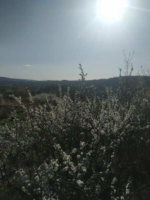 Naturalny miód wielokwiatowy spadziowy