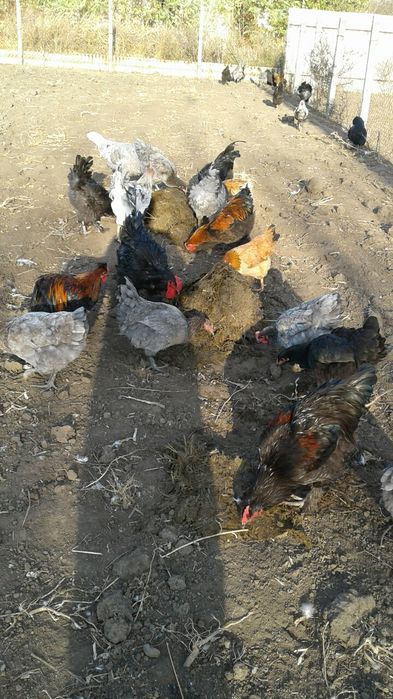 Петухи півні на племя та на мясо ДЖЕРСИЙСКИЕ ГИГАНТЫ