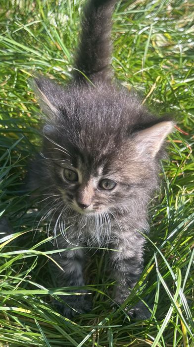 Кошеня в добрі роки