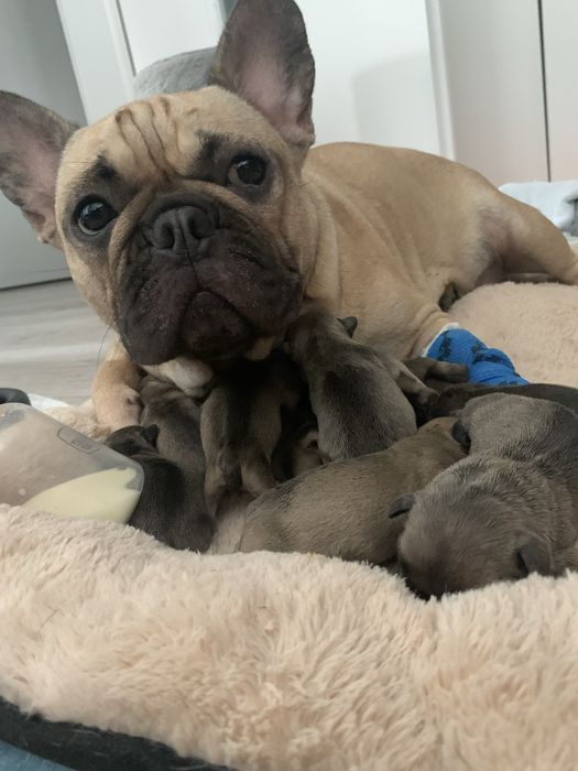 Szczeniak suczka  Buldog francuski