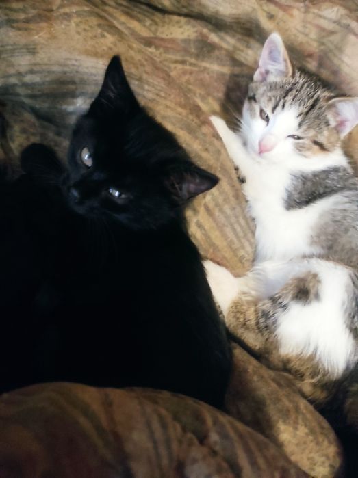 Пухнасте  щастячко