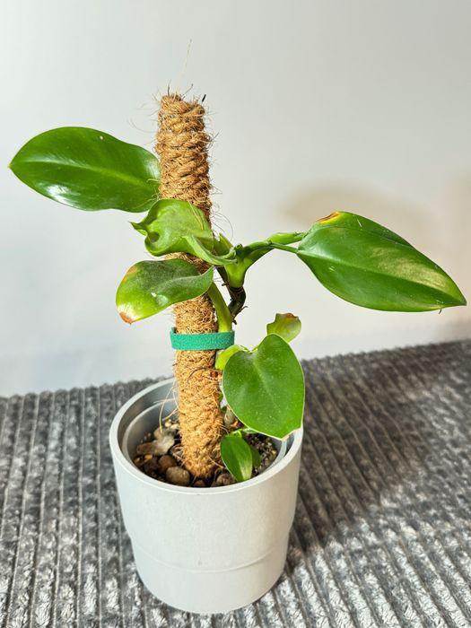 Philodendron mix