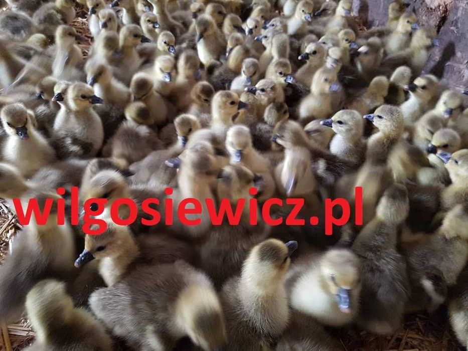 Gęsi do dalszej hodowli, dowóz Gratis