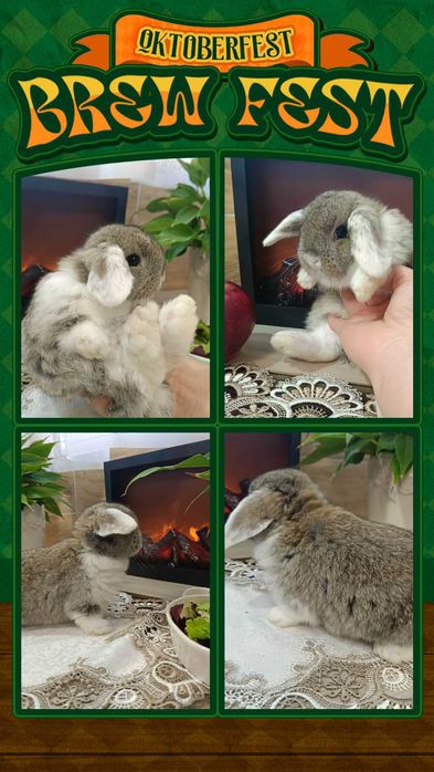 Mini Lopy baranki królik karzełek .Hodowla zarejestrowana KZHK