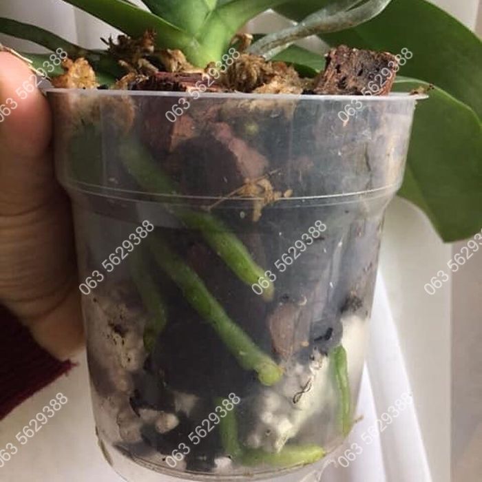 В наявності ОРИГІНАЛЬНИЙ реаніматор-стимулятор росту HB 101.