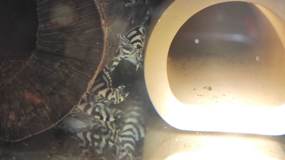 L333 select 120zl i dorosłe pary