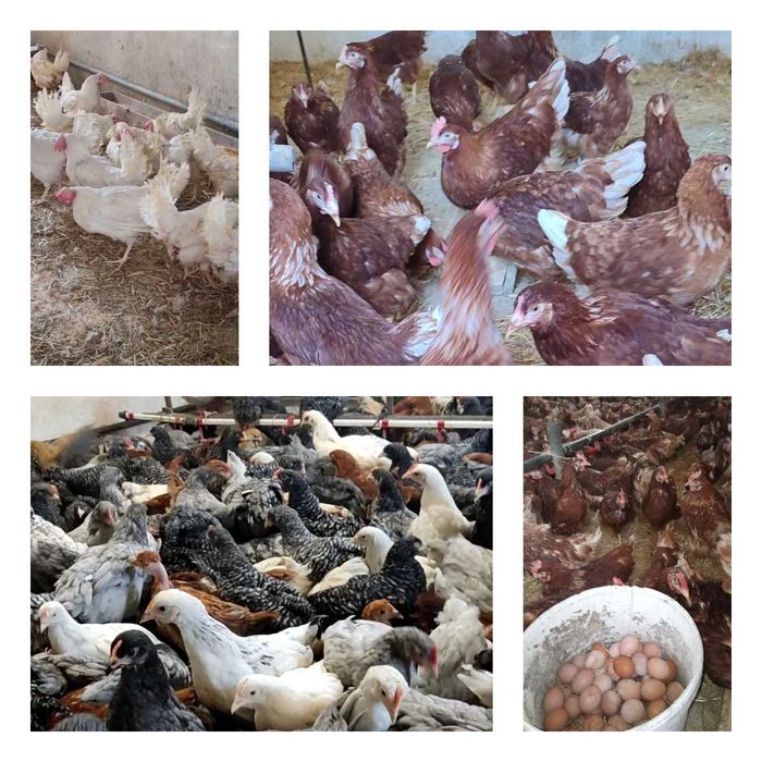 Продам кури несушки! Доставка безкоштовна. Чорнобай!