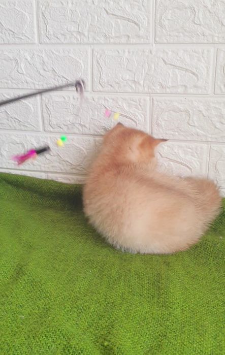 Золотая шиншилла Девочка ny11