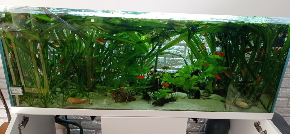 Akwarium proste firmy Aquael 240 l