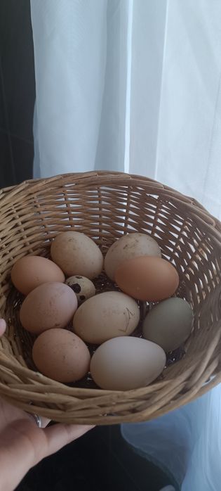 Ovos caseiros de galinha/pata/codorniz