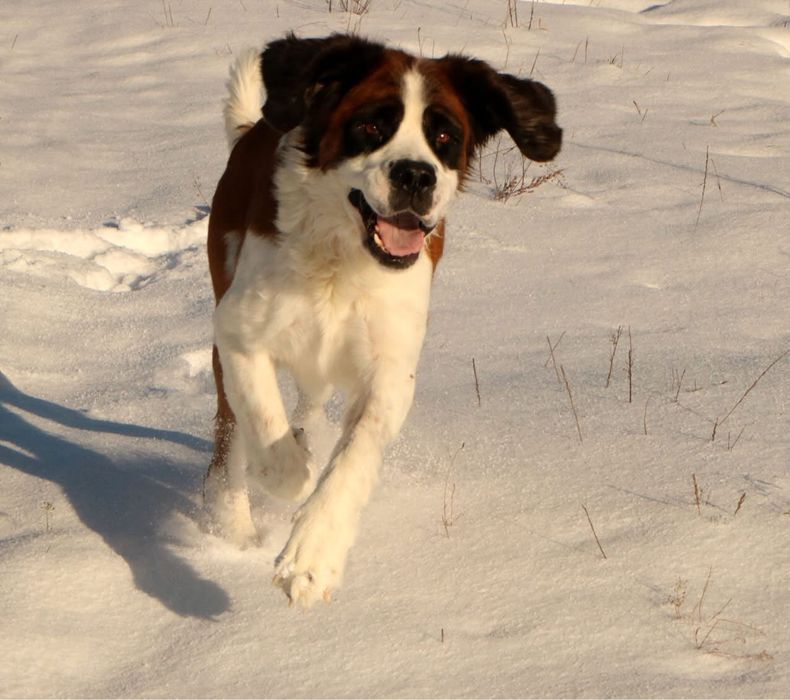 Selma super przyjacielska sunia