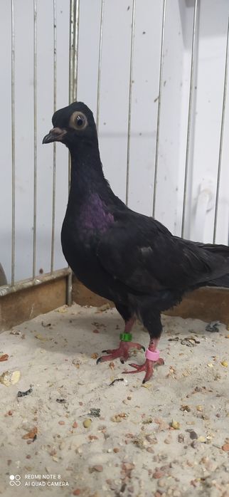 Wiedeńskie Wiedeński Samica