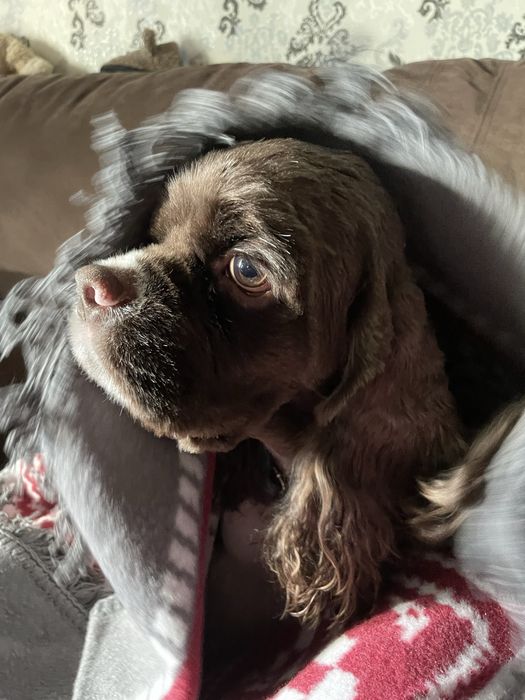 Хлопчик американського кокер спаніеля шукає дівчинку