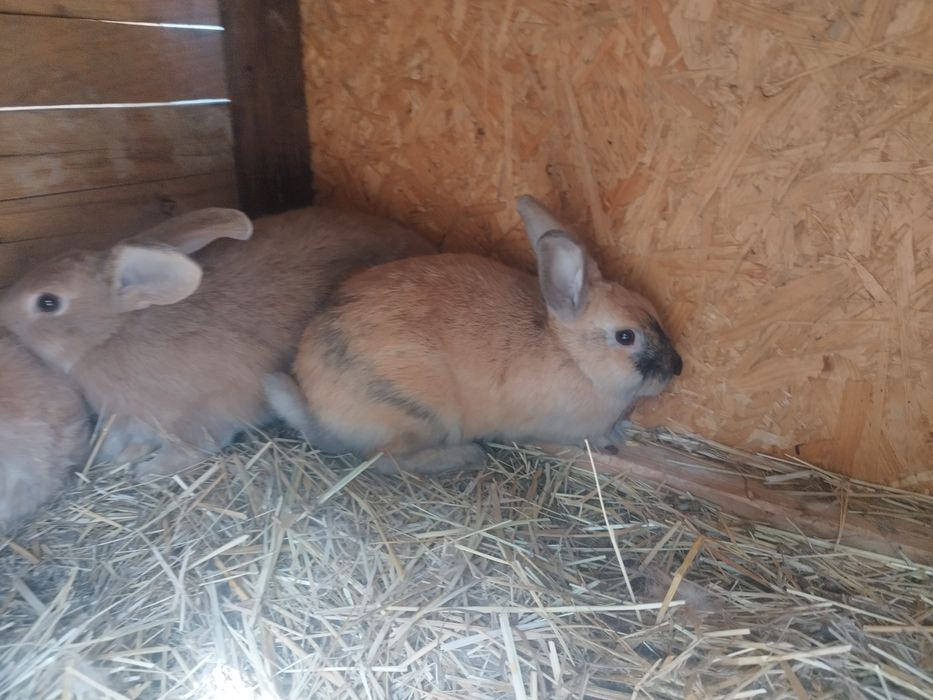 Młode króliki piękne kolory