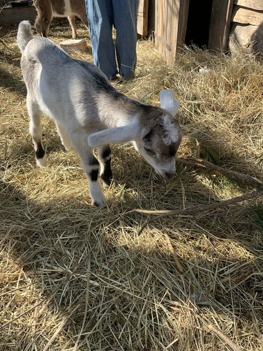 Koziołek 4 tygodnie