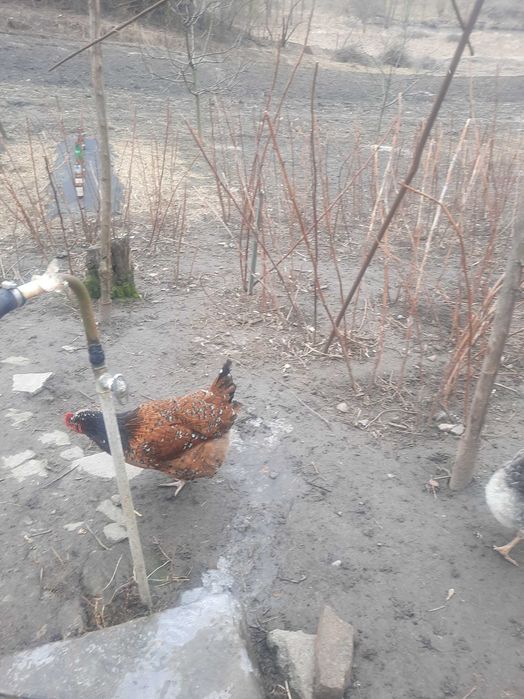 Інкубаційні  яйця