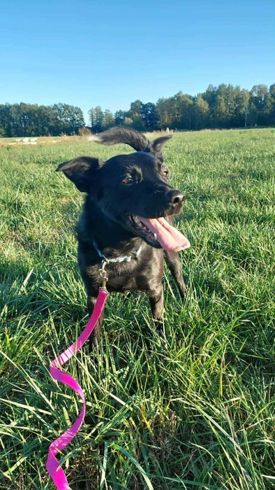 Wspanialy Mentos gotowy do adopcji