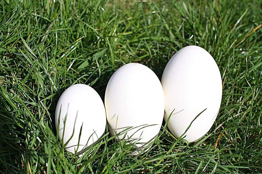 Wydmuszki Jaj Gęsich