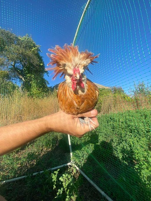 Падуан шамоа півник