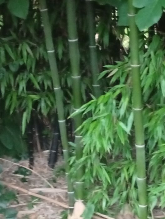 Canas da Índia (Bambu)