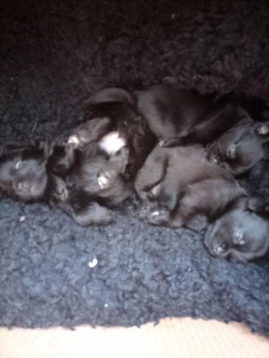 Цуценята чихуахуа chihuahua