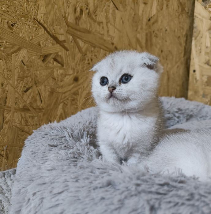 Шотландські висловухі кошенята срібна шиншила