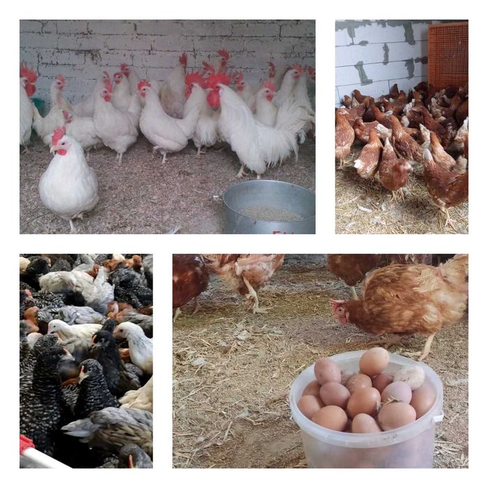 Продам кури несушки! Доставка безкоштовна. Катеринопіль!