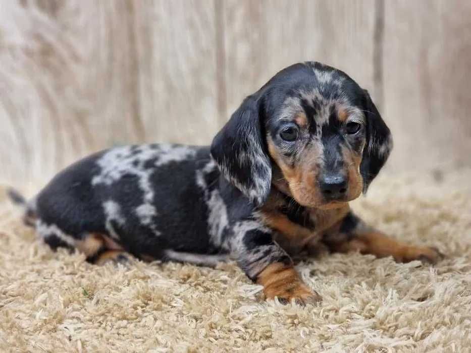 Teckel Merle Miniatura ㅤㅤ