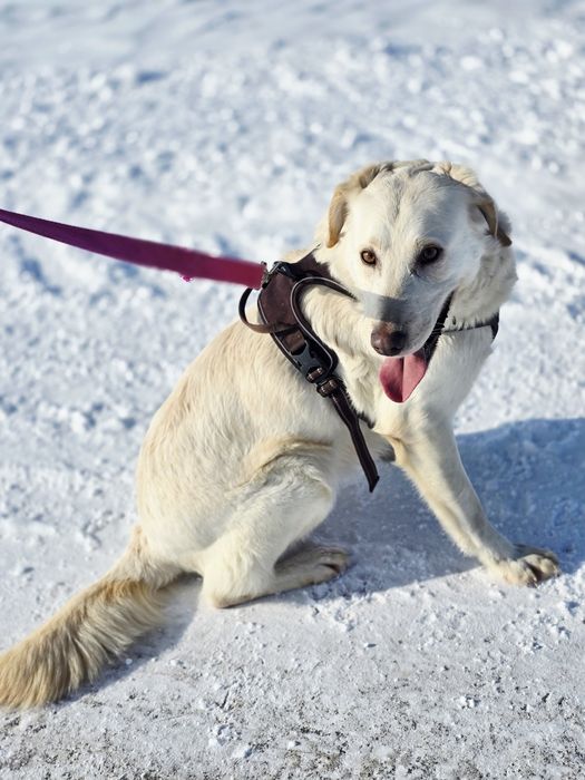 Biała piękna sunia