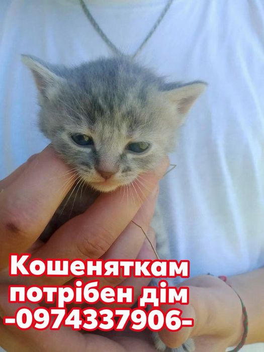 Кошенята шукають дім