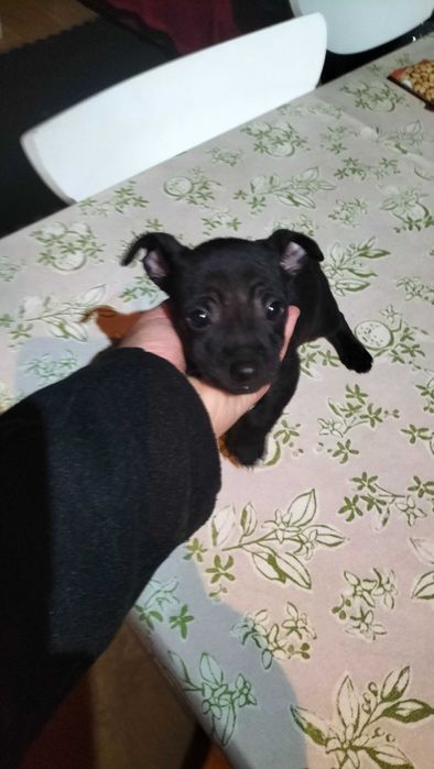 Pinscher fêmea black