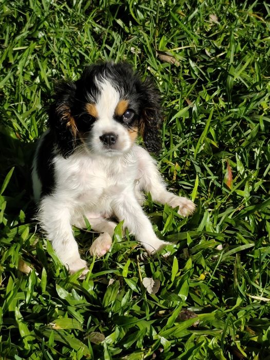 Cavalier King Charles Macho