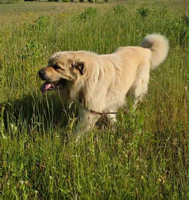 Kaukaz mieszaniec   do adopcji