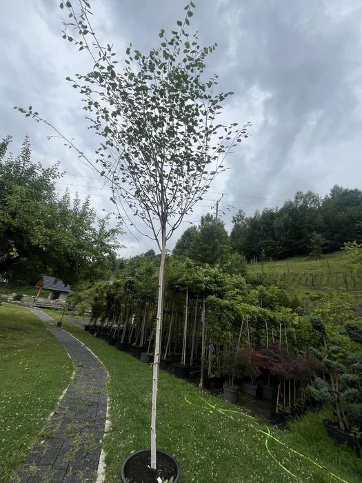 Brzoza doorenbos 12-14cm