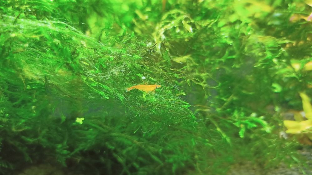 Lindos Camarões laranja Neocaridinas Orange