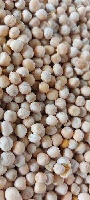 Sprzedam groch oczyszczony Petkusem