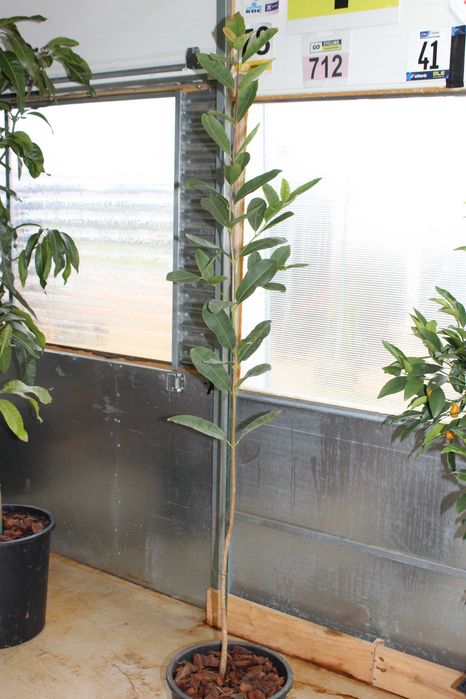 Jamelao / Jambolao Tree 200cm