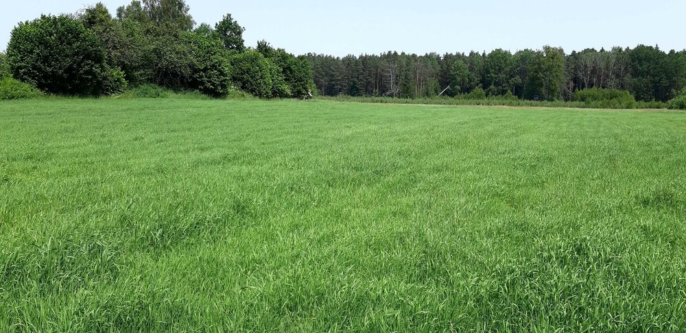 Atrakcyjna działka w otoczeniu Puszczy Białowieskiej