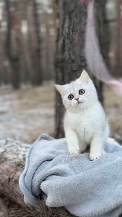 Прямовуха шотландська киця шиншила срібляста срібна чистокровна