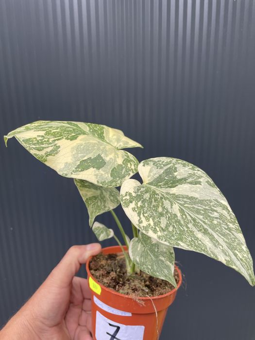 Monstera Crème Brûlée