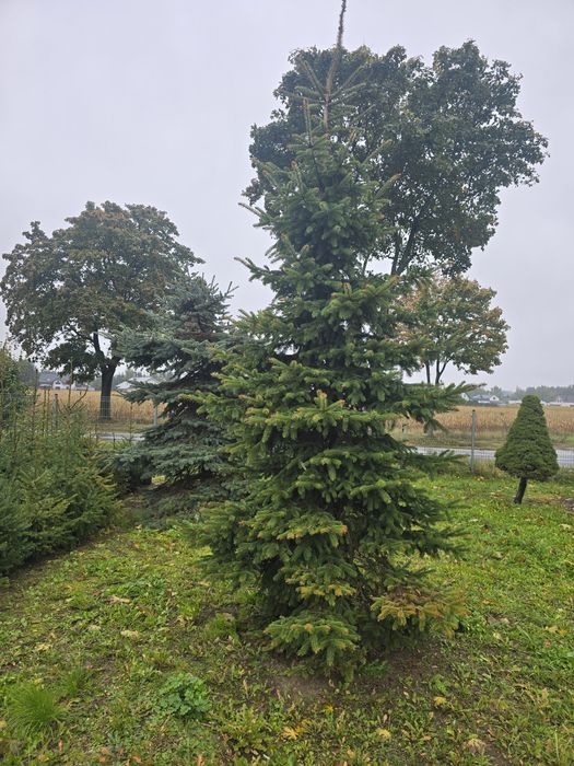 Świerk 400-500 cm Srebrny Kłujący 4m 5m zielony niebieski